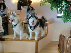 -Husky Go! 哈士奇体验馆·宠物咖啡厅狗咖