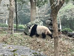 -都江堰中华大熊猫苑