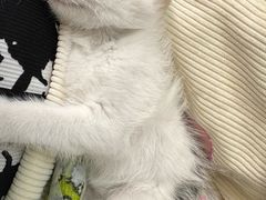 -酷宠动物医院(天通西苑店)