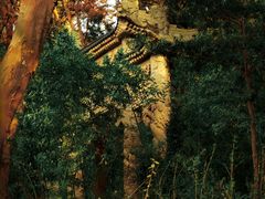 -平湖九龙山旅游度假区
