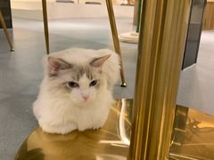 -飞行喵MR PILOT|猫舍·猫咖(静安大融城店)