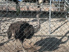 -北京鹿世界主题园