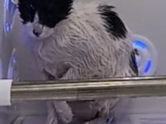 -爱洗澡的猫(天河路店)