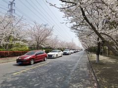 -高东镇樱花园