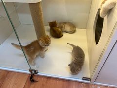-十月米努特矮脚猫舍