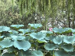 -丰台花园
