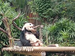 -深圳野生动物园