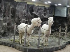 -上海大自然野生昆虫馆(东方明珠·爬宠昆虫探索中心)
