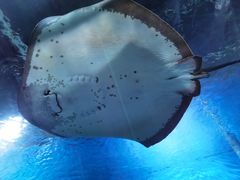 -顺德南宏海立方海洋公园
