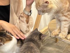 -楼上猫咖(罗湖店)