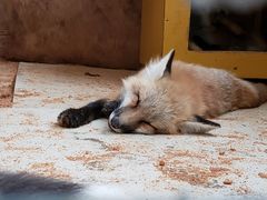 -宫城藏王狐狸村