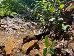 -兴福老面馆(寺路街店)