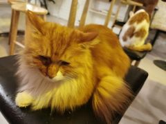 -平行世界·猫咖(首经贸店)