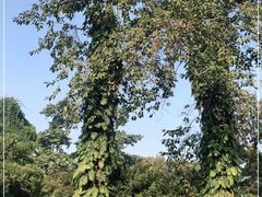 -广西壮族自治区药用植物园