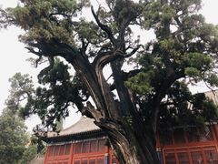 -中岳庙