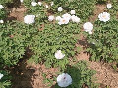 -洛阳市隋唐城遗址植物园