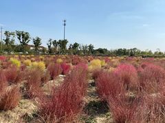 -映月湖中央公园