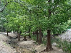 -白水寺森林公园