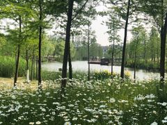 -上海长兴岛郊野公园