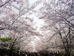 -高东镇樱花园