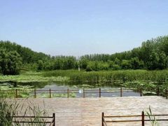 -合肥滨湖国家森林公园