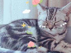 -lincat·猫舍(广州店)
