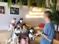 -Husky Go! 哈士奇体验馆·宠物咖啡厅狗咖