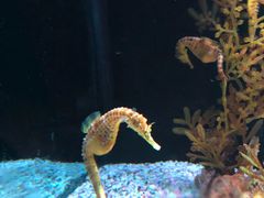 -暹罗海洋世界