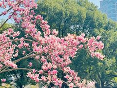 -陆家嘴中心绿地