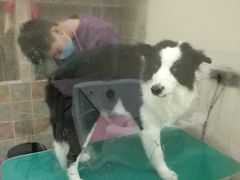 -佳雯宠物医院(四明中路分院)