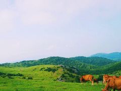 -大姆山草场
