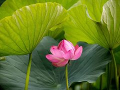 -莲花池公园