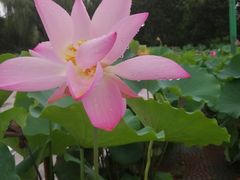 -莲花池公园