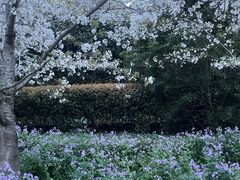 -顾村公园