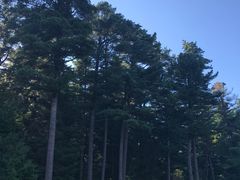 -五营红松林海景区