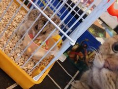 -万小咖.猫咖(中山路天虹店)