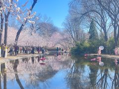-桃花堤公园