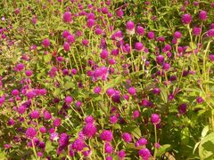 -北纬44度·金珠花海休闲农业旅游景区