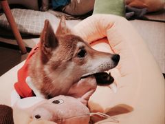 -逗柴咖啡屋·狗咖猫咖宠物桌游