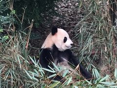 -成都大熊猫繁育研究基地