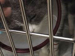 -仁普宠物诊所(住友昌盛新苑店)