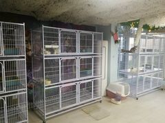 -喵百万·布偶·蓝金金渐层英短·猫舍(百子湾店)