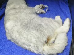 -圣宠动物医院·犬猫专科·影像中心·外科中心