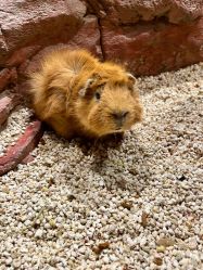 -Zoolung Zoolung动物主题公园(海信广场店)