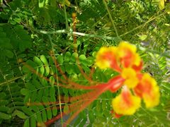 android_upload_pic-三亚亚龙湾凯莱仙人掌度假酒店