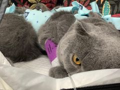 -纳吉亚猫专科动物诊疗中心(蒋宅口分院)