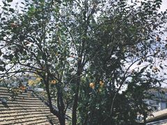 -自如ZSPACE四合院艺术餐厅