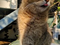 -喵屿·大理花园猫咖