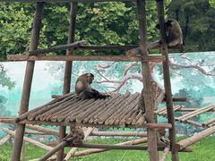 -西霞口神雕山野生动物世界