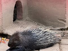 -青藏高原野生动物园